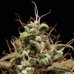 Cosmos F1 CBD Auto semi cannabis Royal Queen Seeds