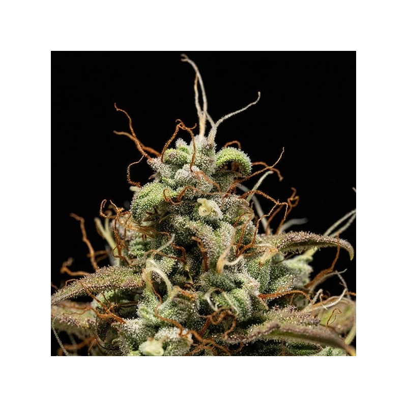 Cosmos F1 CBD Auto semi cannabis Royal Queen Seeds