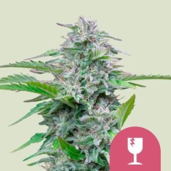 Critical semi cannabis Royal Queen Seeds