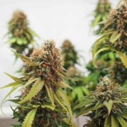Critical semi cannabis Royal Queen Seeds
