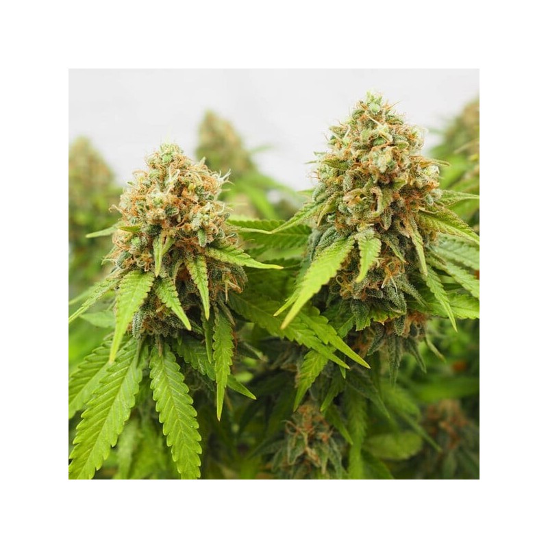 Critical semi cannabis Royal Queen Seeds