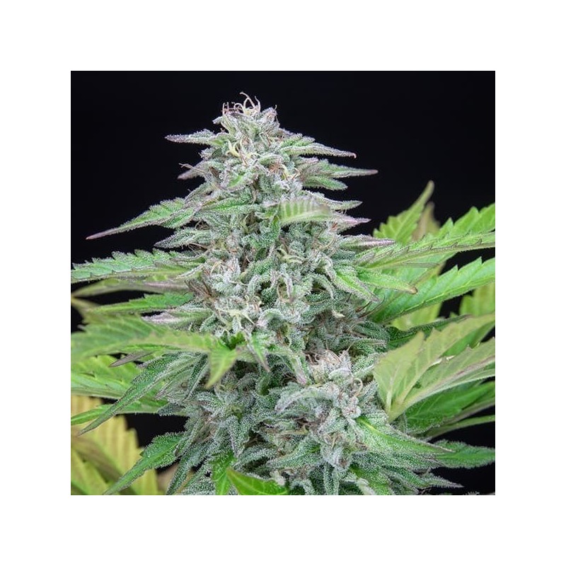 Critical semi cannabis Royal Queen Seeds