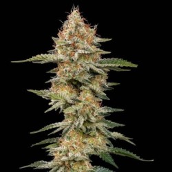 Critical semi cannabis Royal Queen Seeds