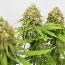 Critical semi cannabis Royal Queen Seeds