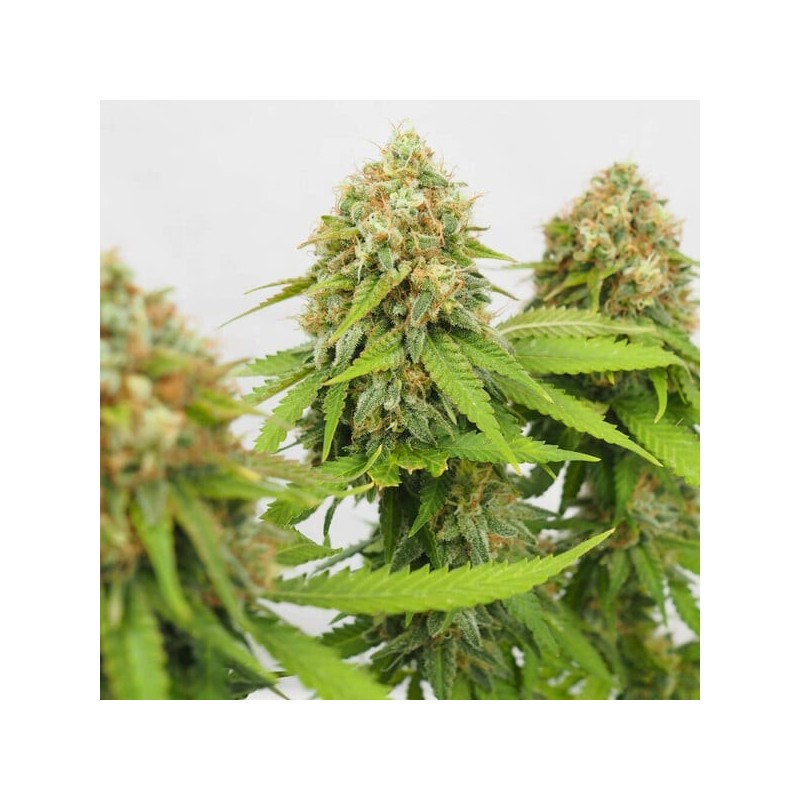 Critical semi cannabis Royal Queen Seeds