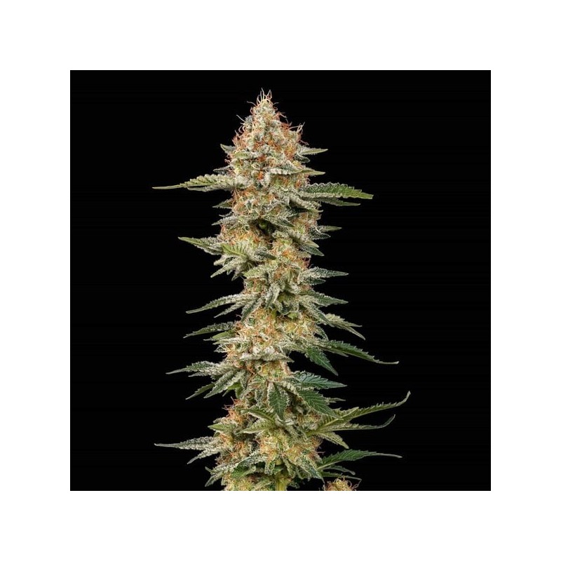 Critical semi cannabis Royal Queen Seeds