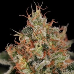 Critical semi cannabis Royal Queen Seeds