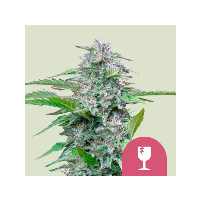 Critical semi cannabis Royal Queen Seeds