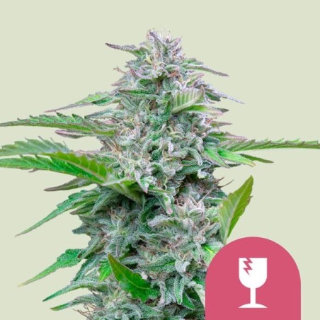 Critical semi cannabis Royal Queen Seeds