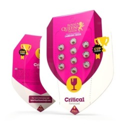 Critical semi cannabis Royal Queen Seeds
