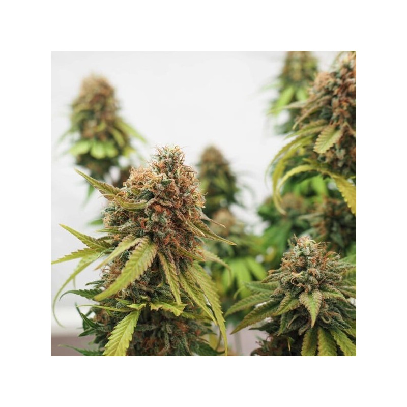 Critical semi cannabis Royal Queen Seeds