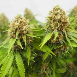 Critical semi cannabis Royal Queen Seeds