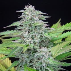 Critical semi cannabis Royal Queen Seeds