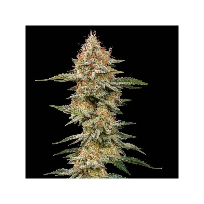 Critical semi cannabis Royal Queen Seeds