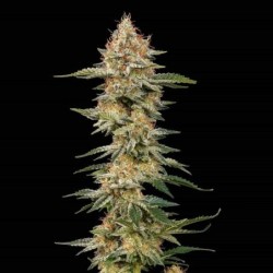 Critical semi cannabis Royal Queen Seeds