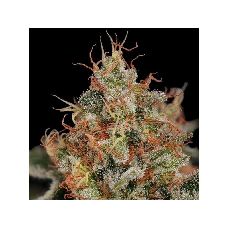Critical semi cannabis Royal Queen Seeds