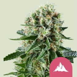 Critical Kush semi cannabis Royal Queen Seeds