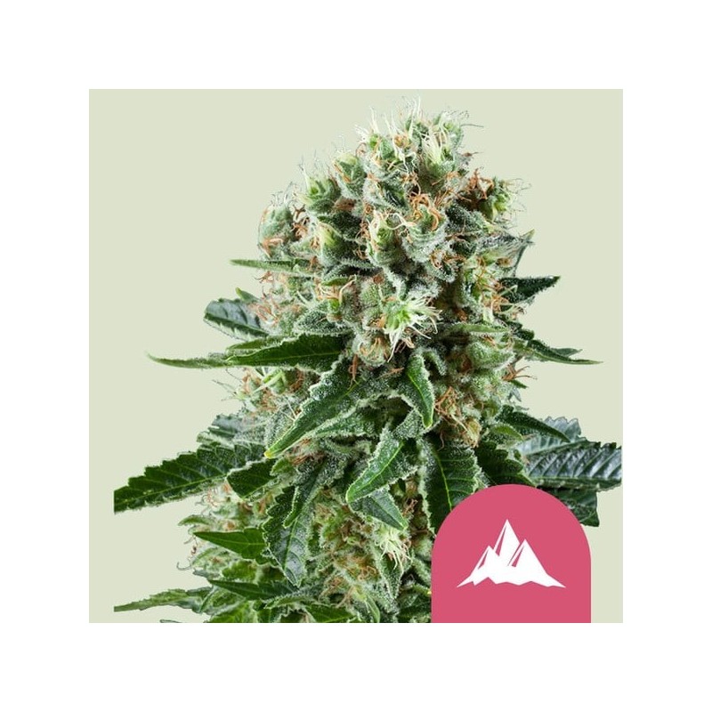 Critical Kush semi cannabis Royal Queen Seeds