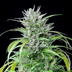 Critical Kush semi cannabis Royal Queen Seeds