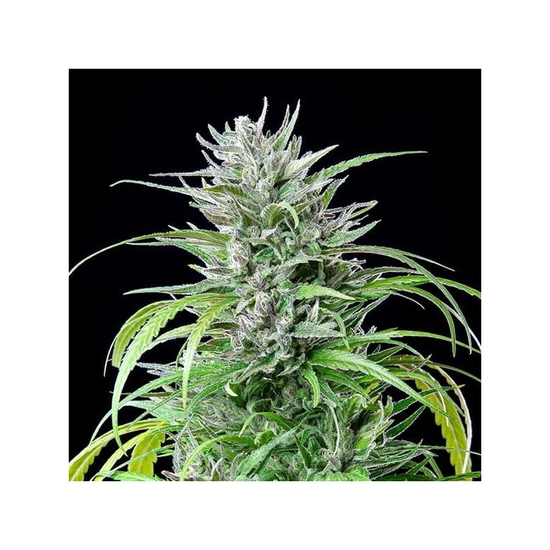 Critical Kush semi cannabis Royal Queen Seeds