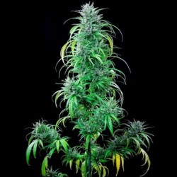 Critical Kush semi cannabis Royal Queen Seeds