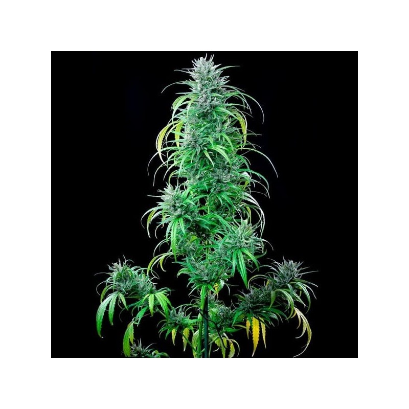 Critical Kush semi cannabis Royal Queen Seeds