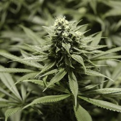 Critical Kush semi cannabis Royal Queen Seeds