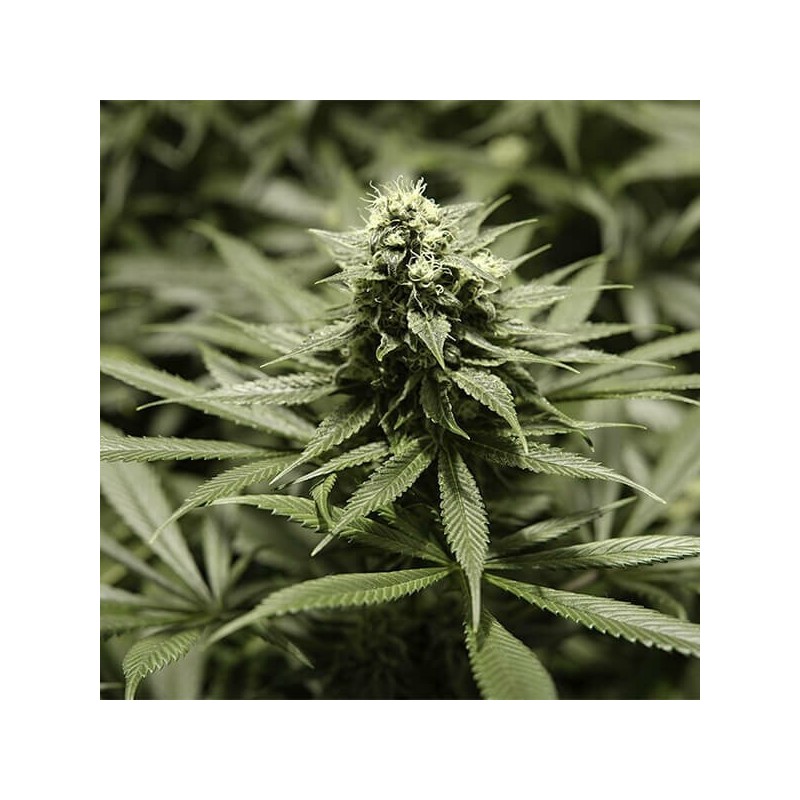 Critical Kush semi cannabis Royal Queen Seeds