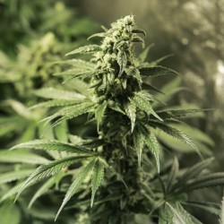 Critical Kush semi cannabis Royal Queen Seeds