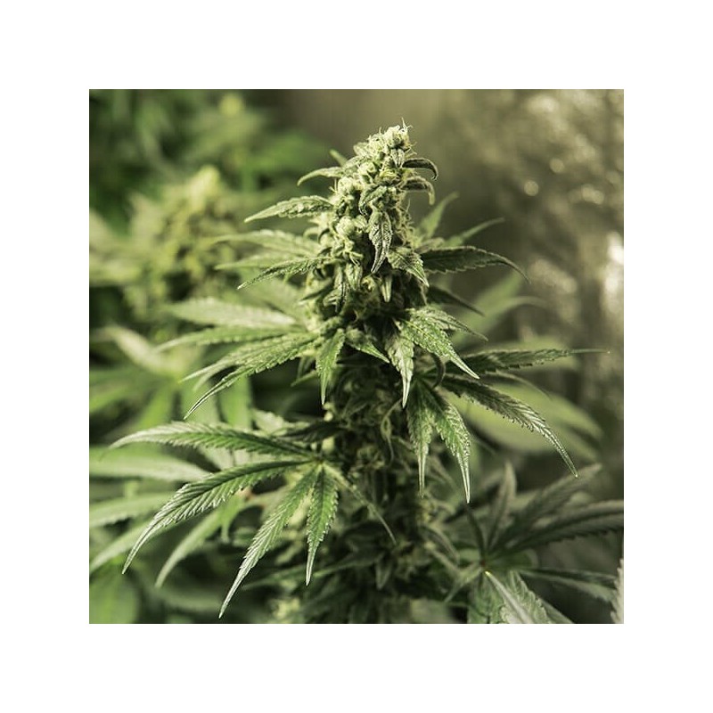 Critical Kush semi cannabis Royal Queen Seeds