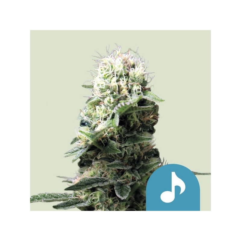 Dance World CBD semi cannabis Royal Queen Seeds