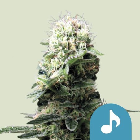 Dance World CBD semi cannabis Royal Queen Seeds