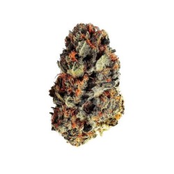 Dance World CBD semi cannabis Royal Queen Seeds