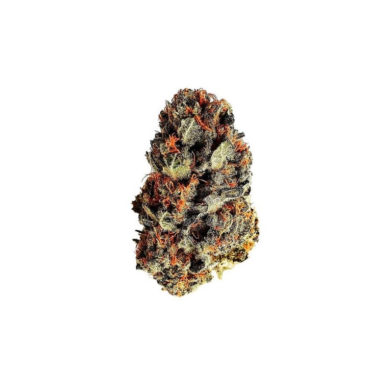 Dance World CBD semi cannabis Royal Queen Seeds