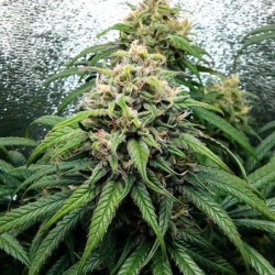 Dance World CBD semi cannabis Royal Queen Seeds