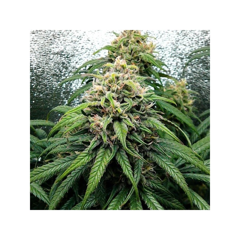 Dance World CBD semi cannabis Royal Queen Seeds