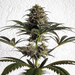 Dance World CBD semi cannabis Royal Queen Seeds