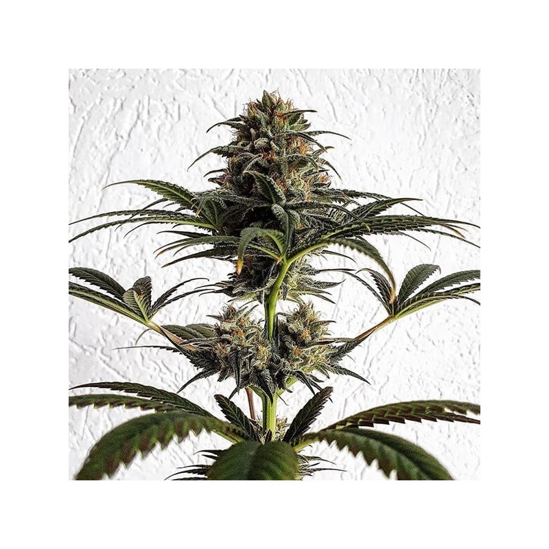 Dance World CBD semi cannabis Royal Queen Seeds