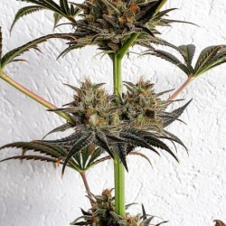 Dance World CBD semi cannabis Royal Queen Seeds