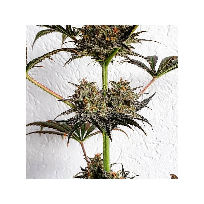 Dance World CBD semi cannabis Royal Queen Seeds