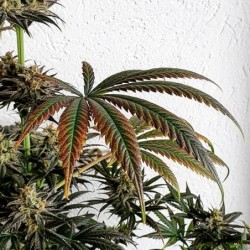 Dance World CBD semi cannabis Royal Queen Seeds