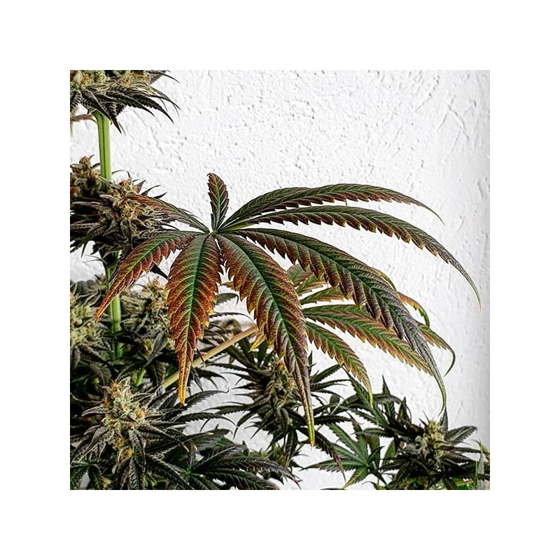 Dance World CBD semi cannabis Royal Queen Seeds