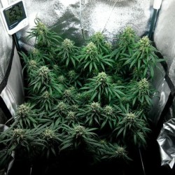 Dance World CBD semi cannabis Royal Queen Seeds