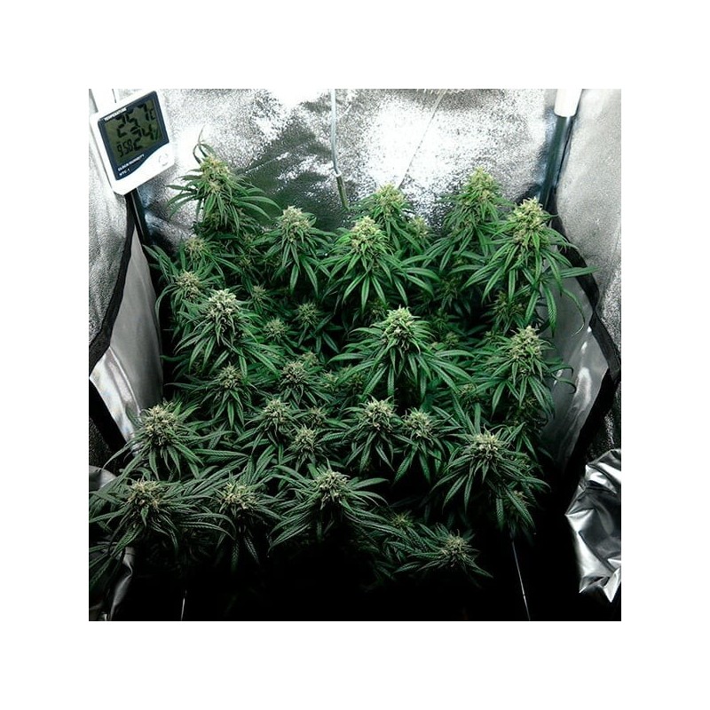 Dance World CBD semi cannabis Royal Queen Seeds