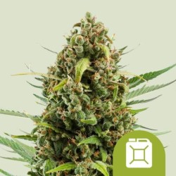 Diesel Auto semi cannabis Royal Queen Seeds