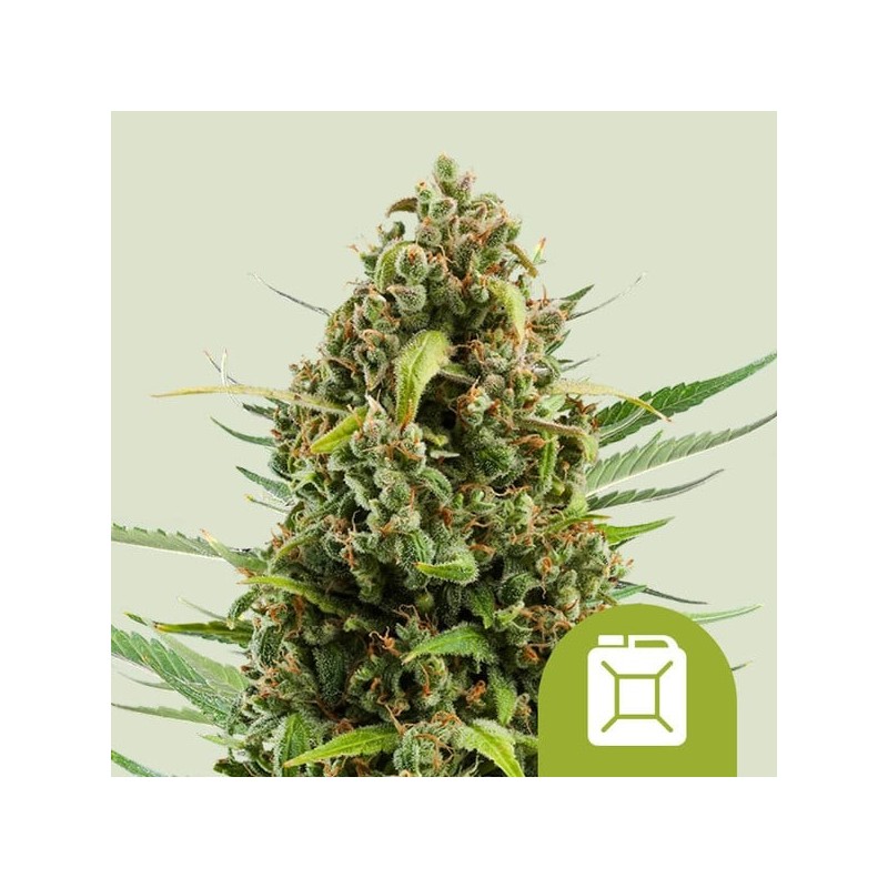 Diesel Auto semi cannabis Royal Queen Seeds