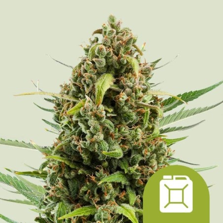 Diesel Auto semi cannabis Royal Queen Seeds