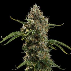 Diesel Auto semi cannabis Royal Queen Seeds