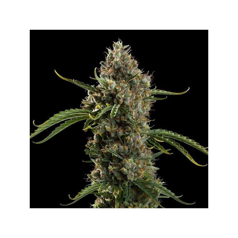Diesel Auto semi cannabis Royal Queen Seeds