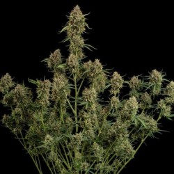 Diesel Auto semi cannabis Royal Queen Seeds